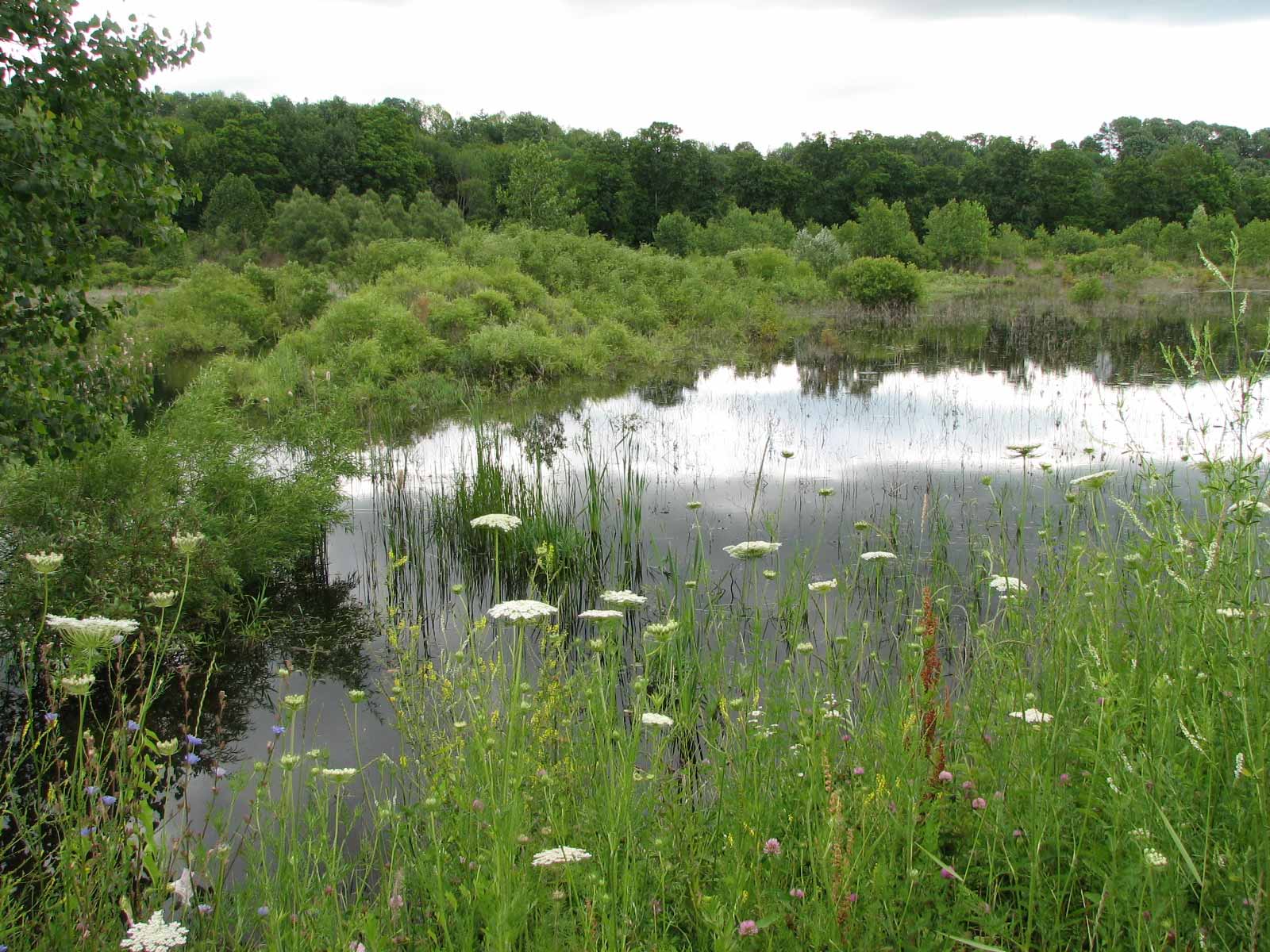 Herb Kebbel Wetland